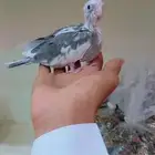 فرخ روز وفرخ كروان