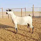عنز مرخا بيشيه فاااخره