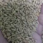 بذور معيه مصفي 50 كيلو