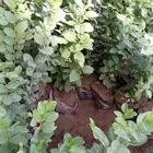 شتلات سدر بلدي فاخر
