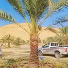 نخيل مثمر وزينه بجميع أنواعه ومقاساته المختلفه