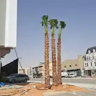 نخيل وشنطني زينه واشجار لزراعه