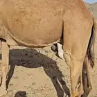 ناقه منوت القناي لقحه مشروطه من الحي