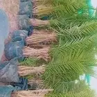 يوجد الدنيا نخل مجدذ صقعي وسكري