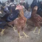 ديوك دجاج باكستاني فواخر