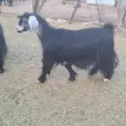 المدينه المنوره ملل