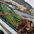 4 حيات نوع فاخر