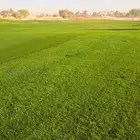 حدائق دلال الرياض وزراعه النخل