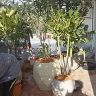 تنسيق اشجار زينه