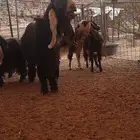 للبيع تيس عارضي فحل صنف
