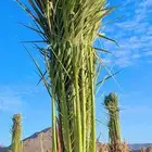 نخيل القصيم صقعي مجدول هلالي عجوة سكري