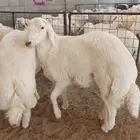 طبخ مع التوصيل وذبايح ثلاجة