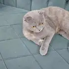 سكوتش انثى