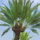 مقاول جميع أعمال النخيل