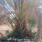 للبيع نخل مجدول وصفاوي صقعي عجوه برني مثمرة للكميات فقط