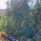 شتلات اثل بلدي واشجار اثل بلدي احجام كبيره البيع للكميات فقط