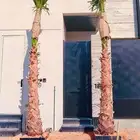 نخل واشنطني نخيل واشنطن