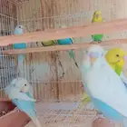 مجموعه بادجي الوان جميله