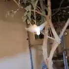 تم البيع