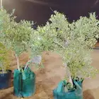 يوجد لدينا زيتون ويوجد اسيا جكرندا سدر سرو أمريكي عربي أشجا