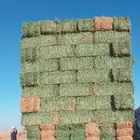 السلام عليكم ورحمه الله وبركاته سيارة برسيم صافي علي الشرط