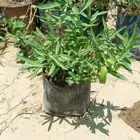 عطريات بكل انواعها