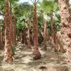 نخل وشنطني للبيع جميع أنواع المقاسات