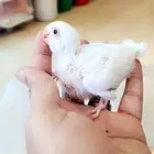 فروخ روز البينو
