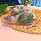 فروخ دره نيبالي 1200 ريال تم البيع