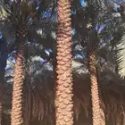 نخل للبيع وتركيب شبوك بانواعها