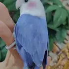للبيع ببغاء الروز اليف جدأ