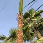 نخل وشنطني أمريكي ذينة للبيع