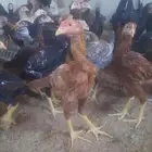 دجاج باكستاني