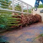 نخيل سكري هلالي جثايث فسايل صقعي مجدول نقايل