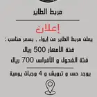 مربط الطاير