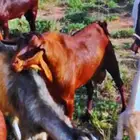 للبيع فحل أدهم أجم تب التب(تم البيع)