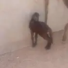 تم البيع سلام عليكم اخواني اعرض لكم رخل سواكن متبعهاطلي