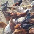 دجاج فرنسي وبلدي.. العمر 5 اشهر.. السعر 20 ريال الحبة