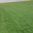 ثيل طبيعي