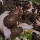 مجموعه حلزون