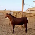 تيس محايلي ادهم