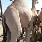 قعدان مفاريد فل الفل اتواصل