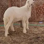 خرفان مغلق
