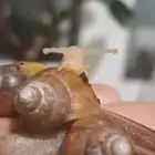 حلزونات افريقية للبيع