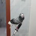 فرخ بلجيكي هدد خارجي وداخلي