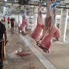 ذبائح ثلاجة أو مفطح او مناسبات زواج أو صادقه