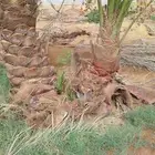 نخل البيع