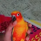 صن كنيور طفرة هدد خارجي (تم البيع)