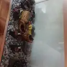 حوض اسماك