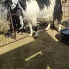 عنز مضرع
